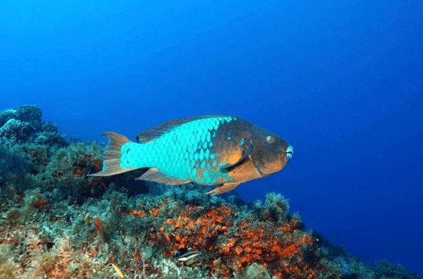 13 peces coloridos más populares