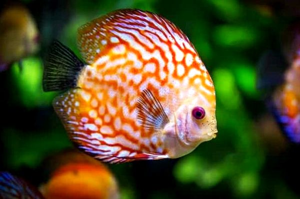 13 peces coloridos más populares