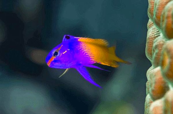 13 peces coloridos más populares