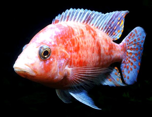 13 peces coloridos más populares