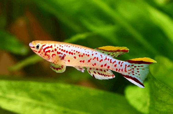 13 peces coloridos más populares