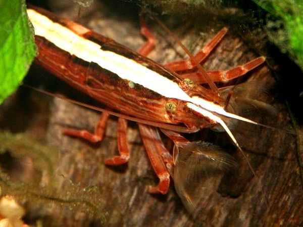 15+ mejores camarones de agua dulce para acuarios