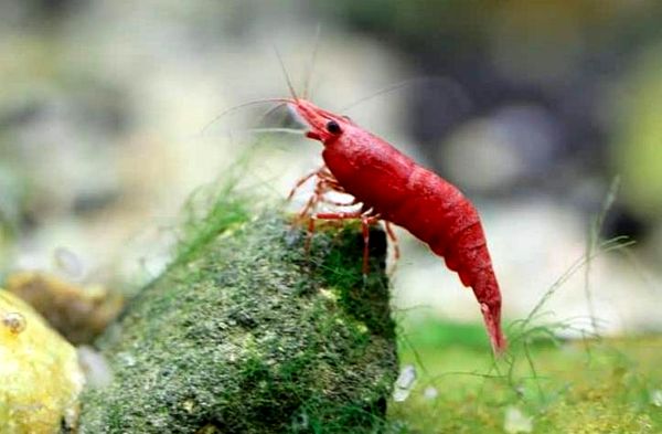 15+ mejores camarones de agua dulce para acuarios