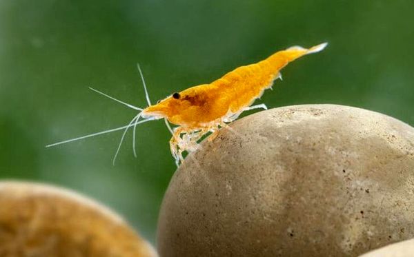 15+ mejores camarones de agua dulce para acuarios