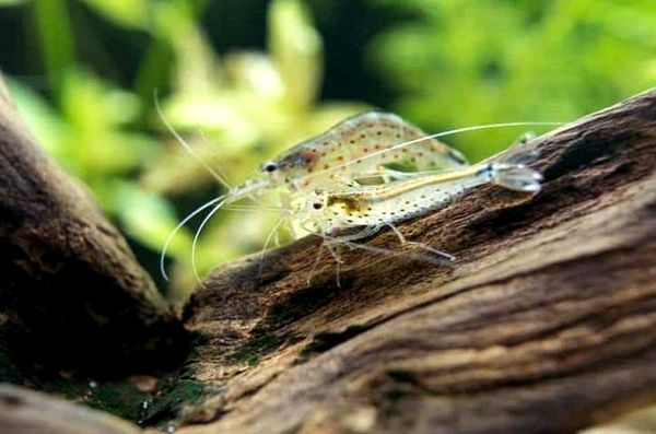 15+ mejores camarones de agua dulce para acuarios