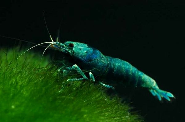 15+ mejores camarones de agua dulce para acuarios