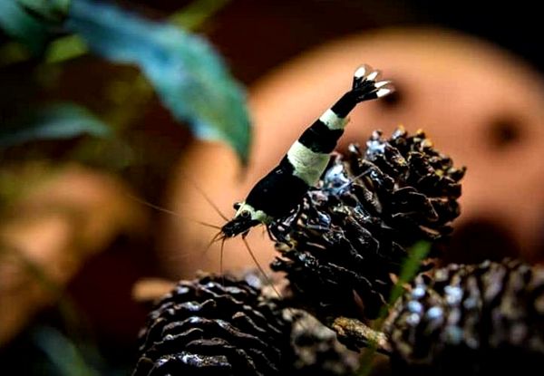 15+ mejores camarones de agua dulce para acuarios