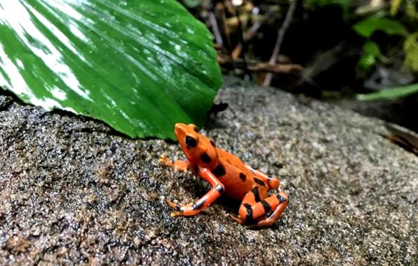 500 ranas arlequín variables criadas en cautiverio liberadas en la naturaleza de Panamá