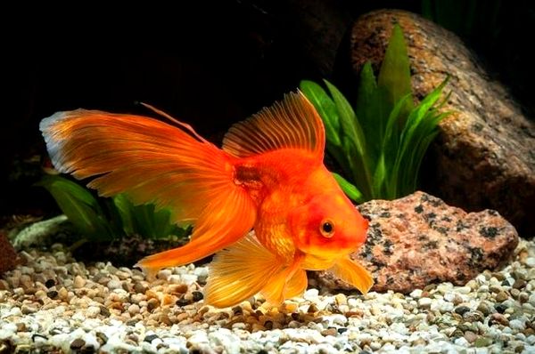 5 mejores tanques de peces de colores: lo que debe saber antes de comprar