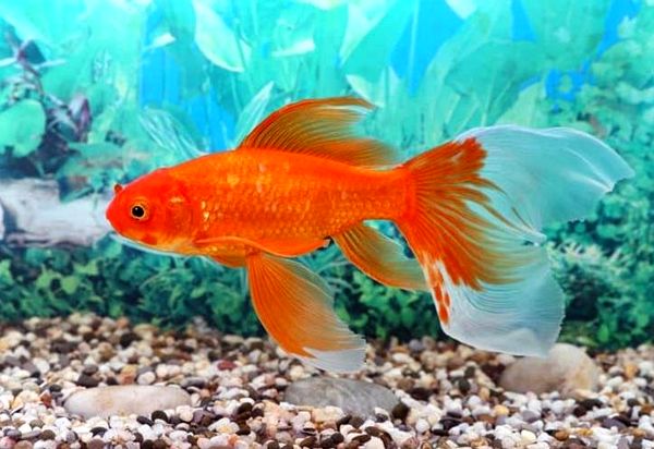 5 mejores tanques de peces de colores: lo que debe saber antes de comprar