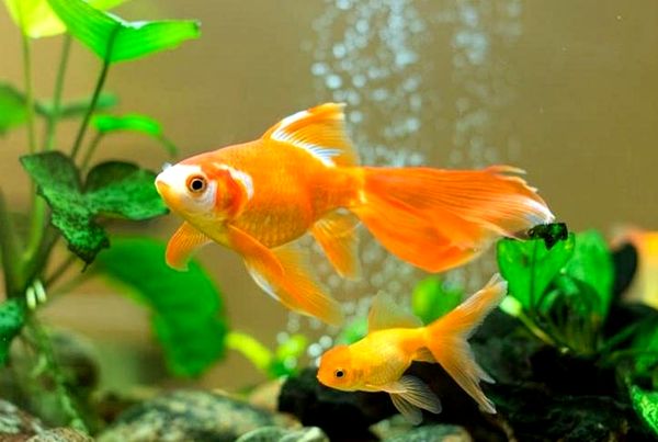 5 mejores tanques de peces de colores: lo que debe saber antes de comprar