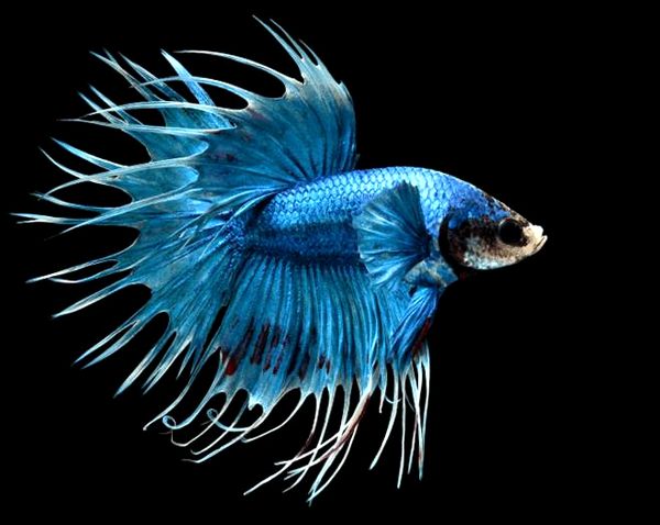 7 Mejor tanque de peces Betta: lo que debe saber antes de comprar