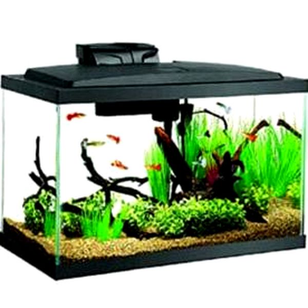 7 Mejor tanque de peces Betta: lo que debe saber antes de comprar