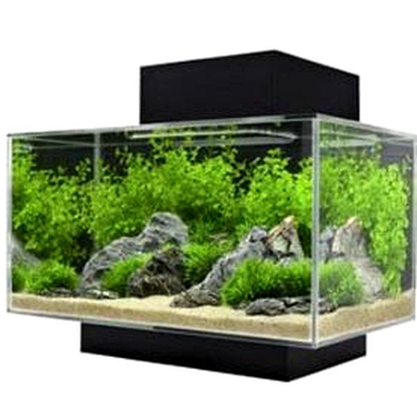 7 Mejor tanque de peces Betta: lo que debe saber antes de comprar