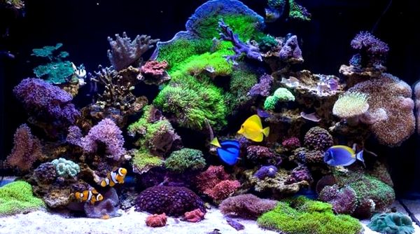 Acuario de agua salada: guía de configuración completa en 8 pasos