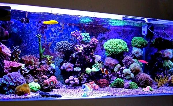 Acuario de agua salada: guía de configuración completa en 8 pasos