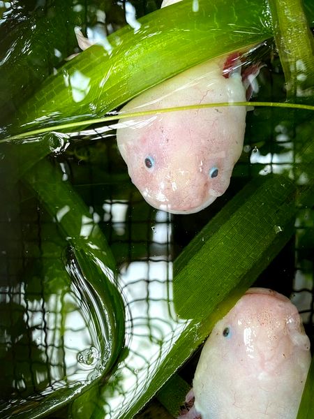 Cría de Axolotl