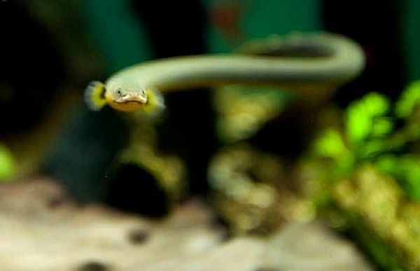 Anguila de acuario de agua dulce: los mejores tipos de anguilas de la A a la Z