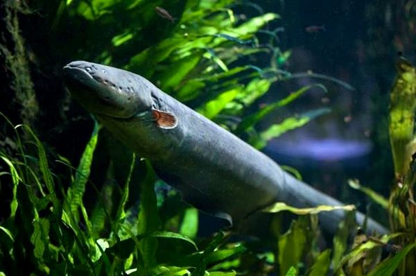 Anguila de acuario de agua dulce: los mejores tipos de anguilas de la A a la Z
