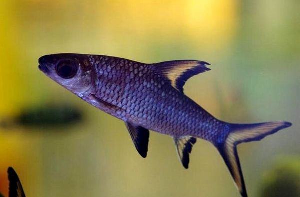 Bala Shark: ¿Es este suave gigante adecuado para su acuario?