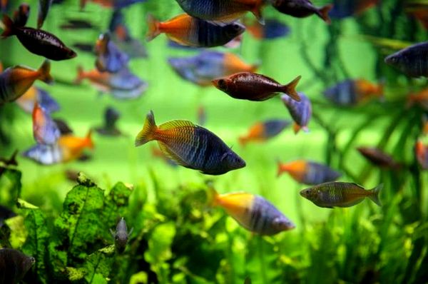 Boesemani Rainbowfish: una guía completa de cuidados