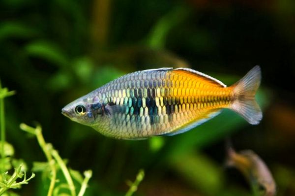 Boesemani Rainbowfish: una guía completa de cuidados