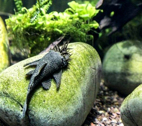 Bristlenose Pleco 2020: Guía de cuidados, dieta, hábitat y reproducción