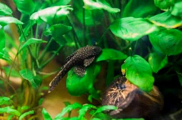 Bristlenose Pleco 2020: Guía de cuidados, dieta, hábitat y reproducción