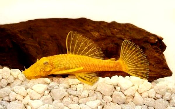 Bristlenose Pleco 2020: Guía de cuidados, dieta, hábitat y reproducción