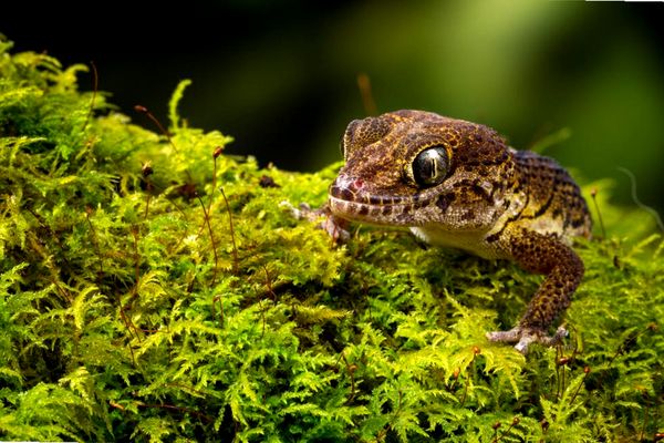 Cómo cuidar el gecko terrestre de Madagascar