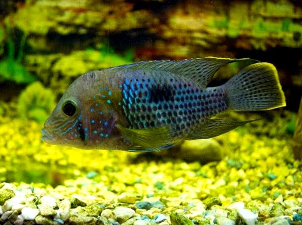 Cichlid Green Terror: tamaño, compañeros de tanque, cuidados y más ...