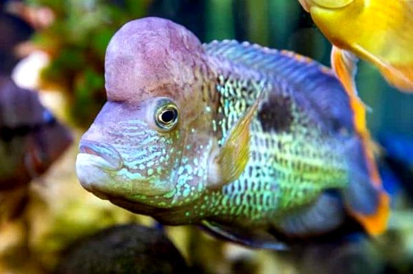 Cichlid Green Terror: tamaño, compañeros de tanque, cuidados y más ...