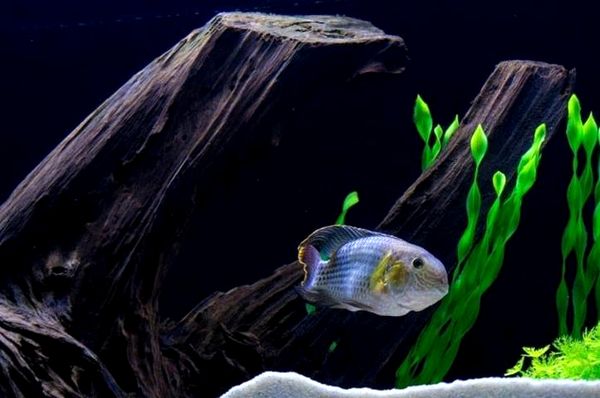 Cichlid Green Terror: tamaño, compañeros de tanque, cuidados y más ...