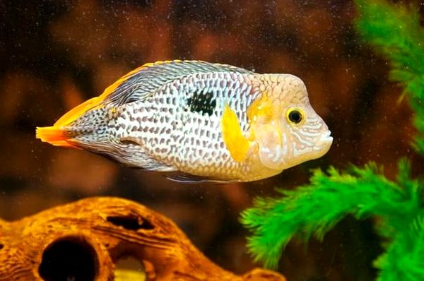 Cichlid Green Terror: tamaño, compañeros de tanque, cuidados y más ...