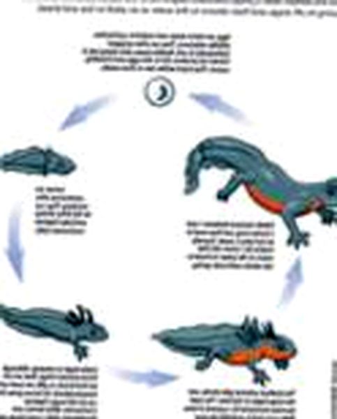 Ciclo de vida del tritón vientre de fuego