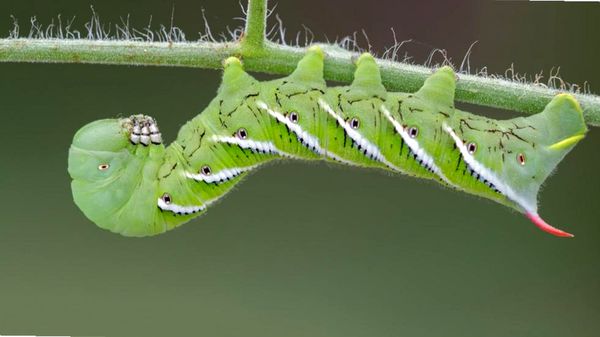 Comederos de insectos exóticos para tus Herps