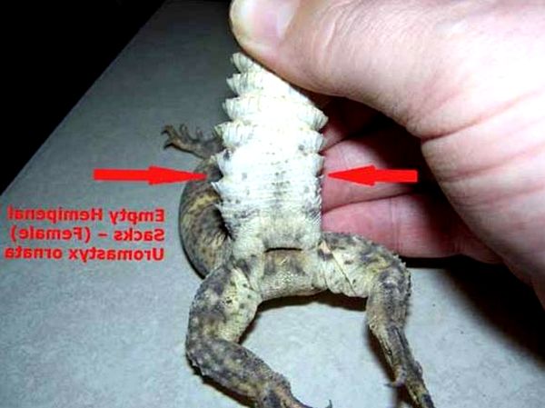 Consejos ornamentales para el cuidado y la cría de Uromastyx