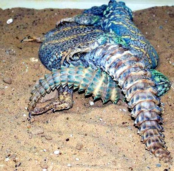 Consejos ornamentales para el cuidado y la cría de Uromastyx