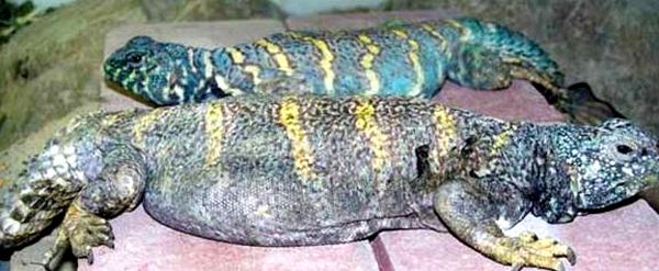 Consejos ornamentales para el cuidado y la cría de Uromastyx