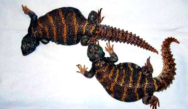 Consejos ornamentales para el cuidado y la cría de Uromastyx