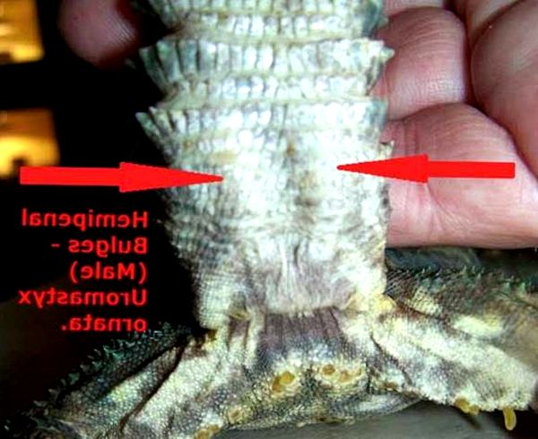 Consejos ornamentales para el cuidado y la cría de Uromastyx