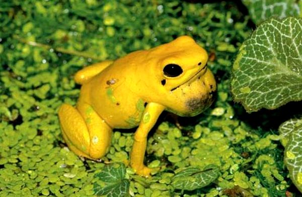 Consejos para el cuidado de la rana dardo dorado