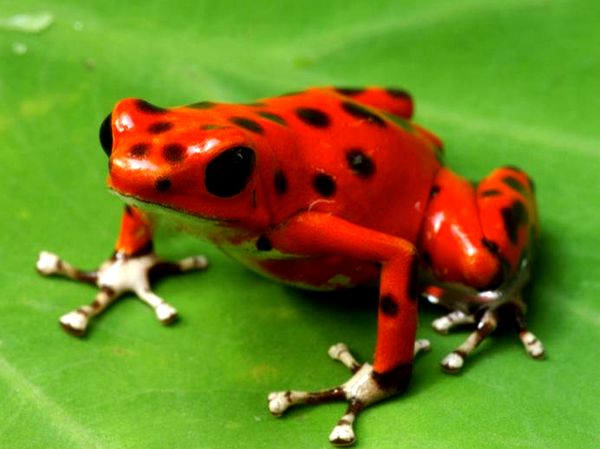 Consejos para el cuidado de la rana venenosa de fresa