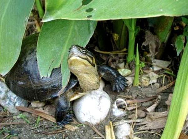 Consejos para el cuidado de la tortuga de caja asiática y notas de cría