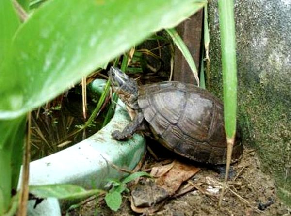 Consejos para el cuidado de la tortuga de caja asiática y notas de cría