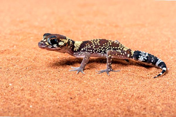 Consejos para el cuidado del gecko ladrador australiano