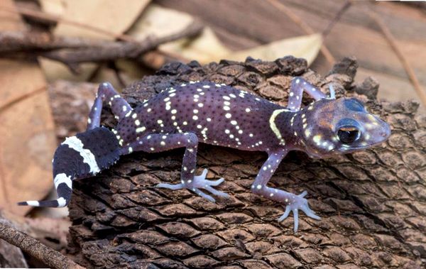 Consejos para el cuidado del gecko ladrador australiano