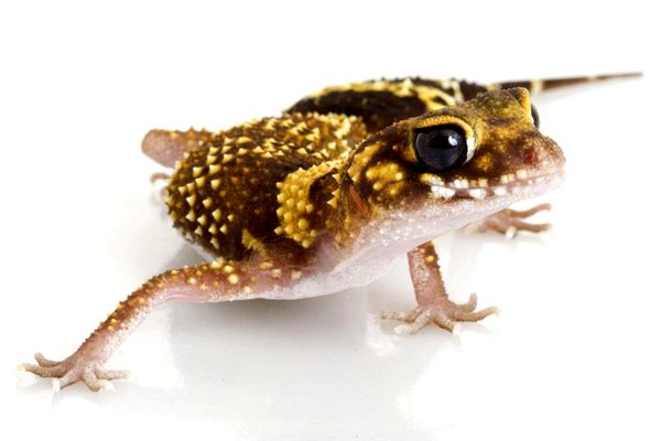 Consejos para el cuidado del gecko ladrador australiano