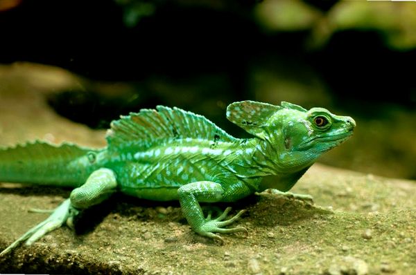 Consejos para el cuidado del lagarto basilisco emplumado