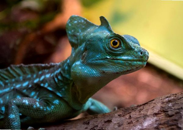 Consejos para el cuidado del lagarto basilisco emplumado